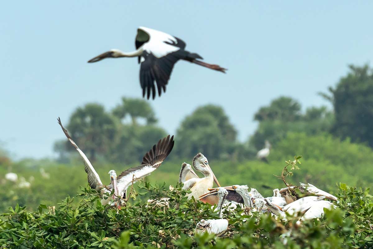 a flock of pelicans resting on a tree top