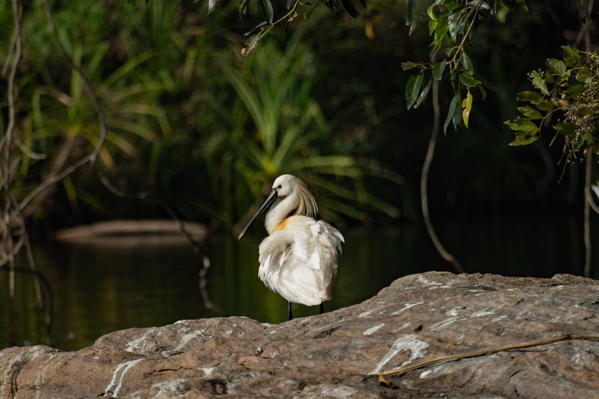 a eurosian spoonbill