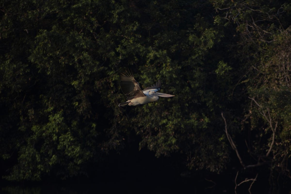 a bird is flying in the air