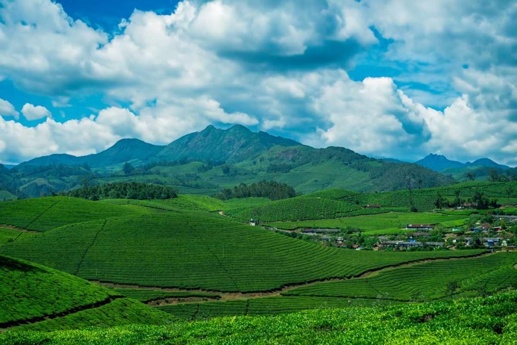 Tea Hills Beaut.