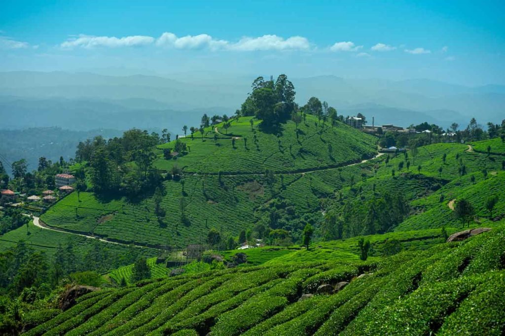 Tea Steps.