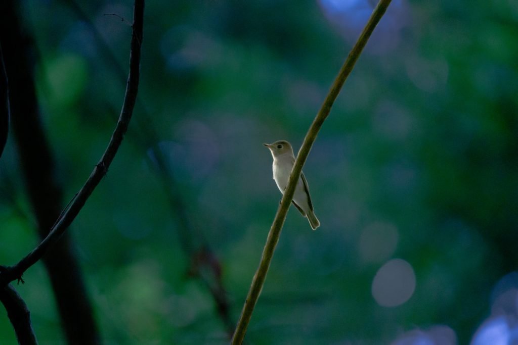 asian brown flycatcher