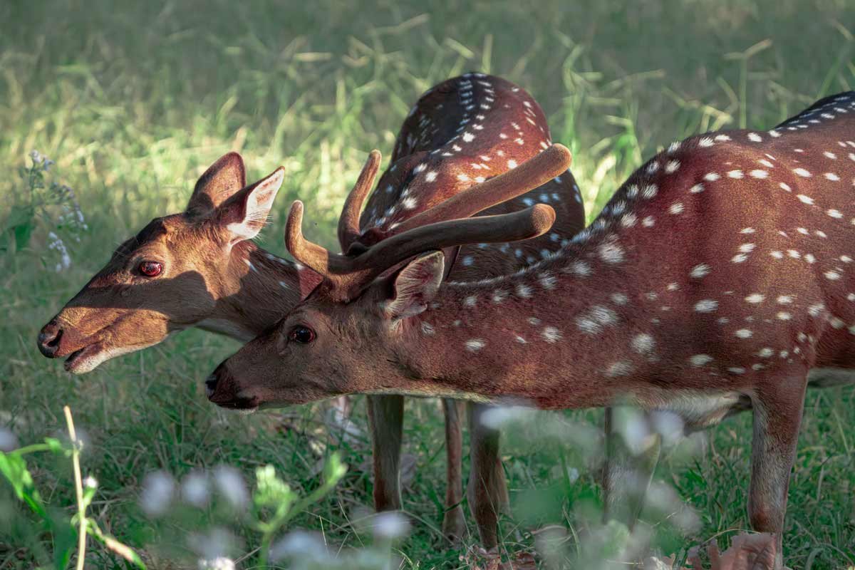 axix deer pai