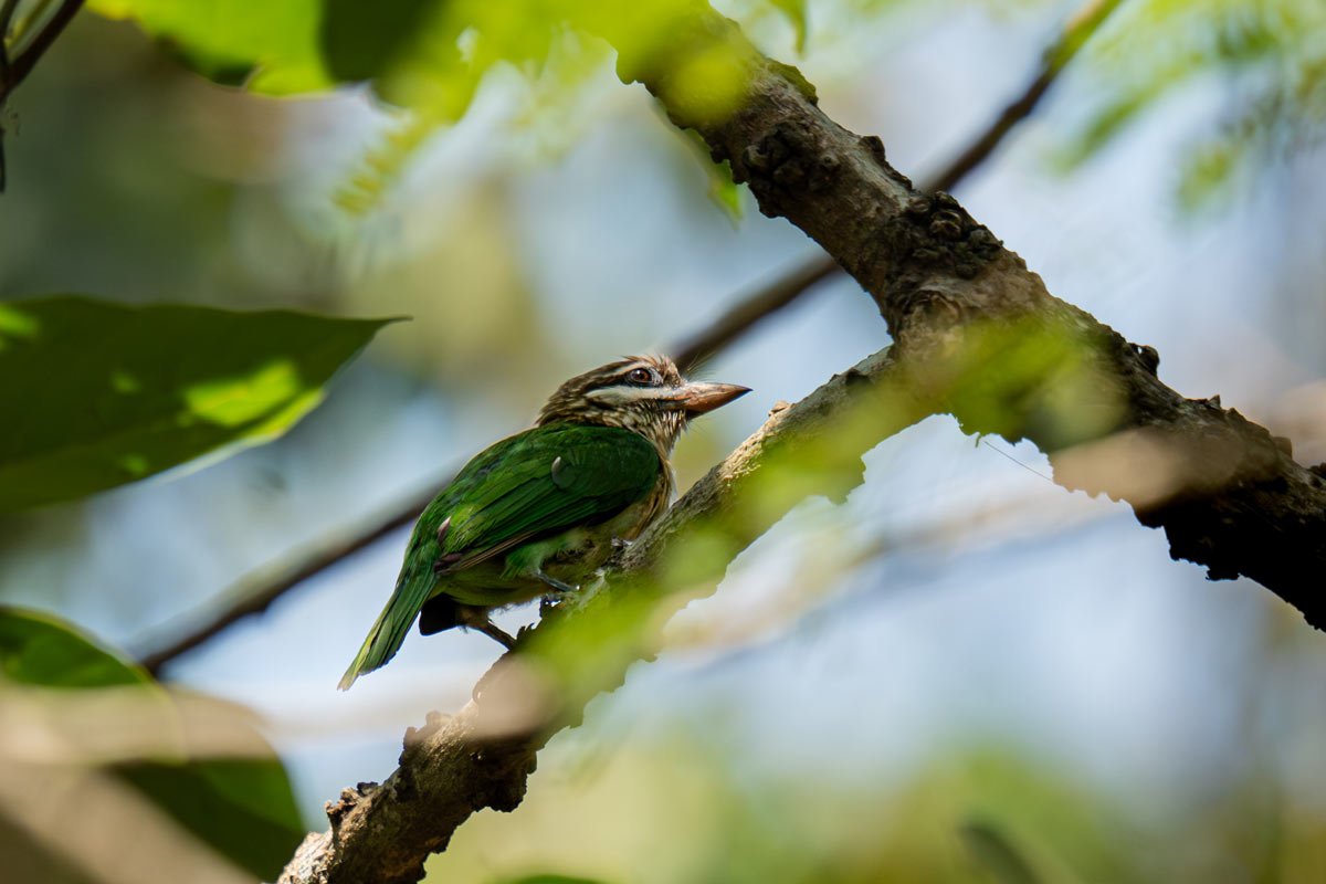 Barbet vision from far tree branch