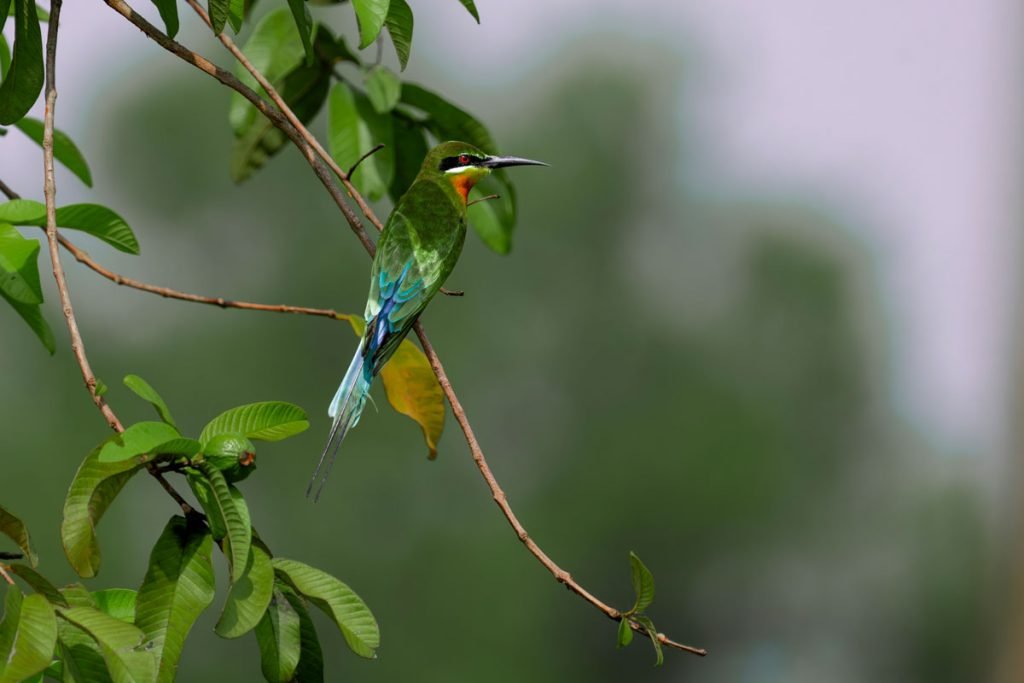 bee eater