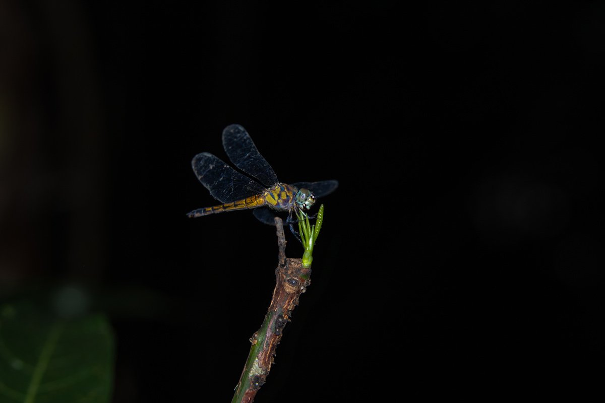 Blooming harmony of a dragonfly