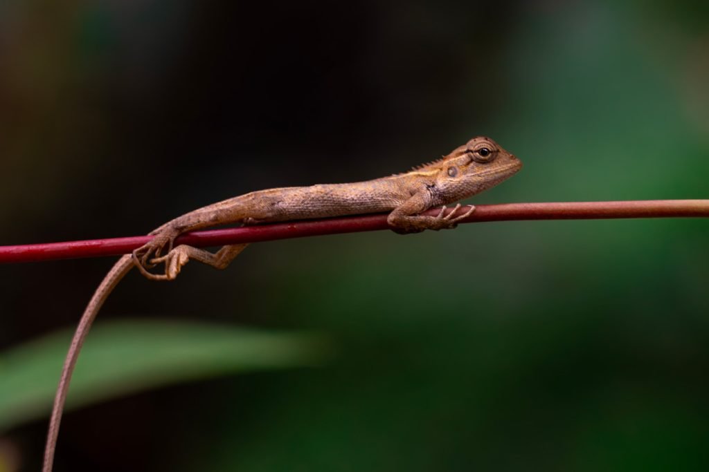 brown anole