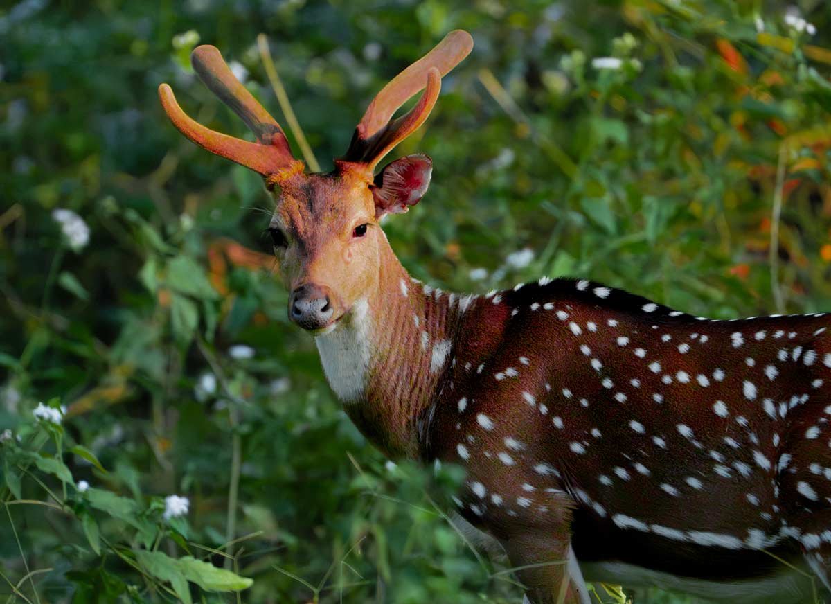 cheetal dee