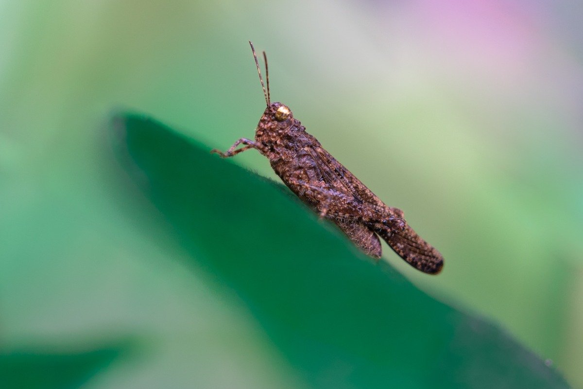 clouded hopper on leaf