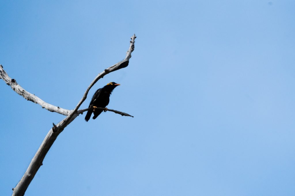 common hill myna