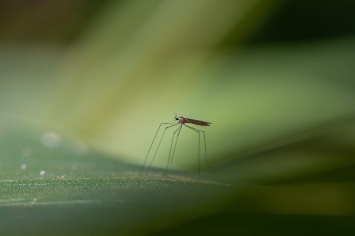 With macro photography, we can delve into the fascinating world of insects