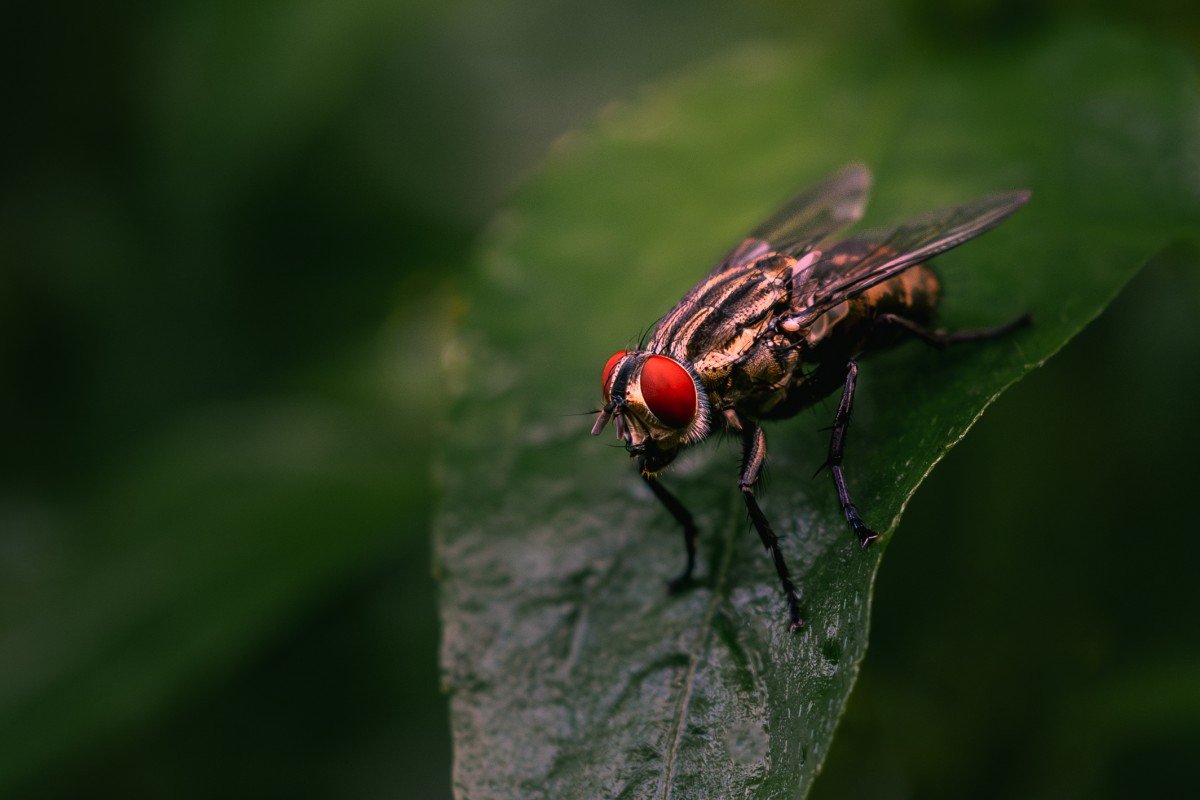 Crimson eye of flesh fly.