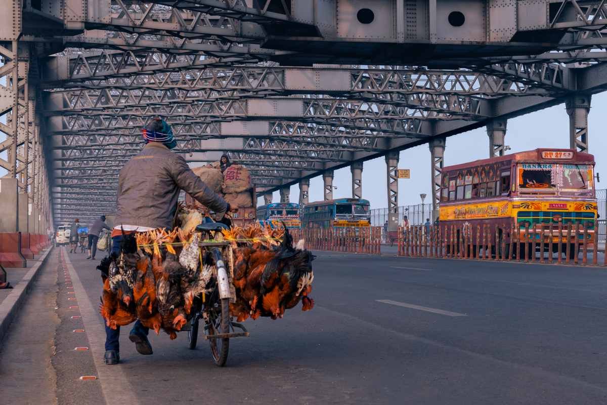 cycles and chickens on bridge