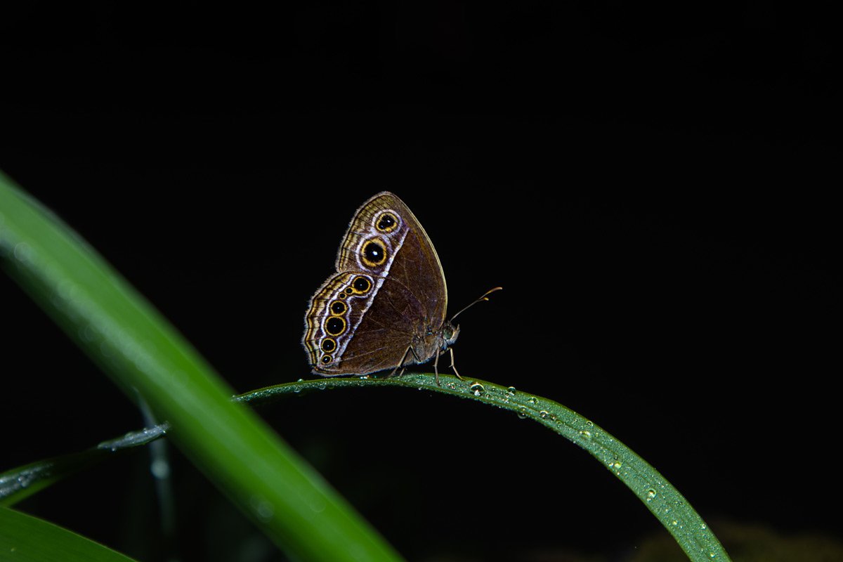 Dewy elegance of brown moth