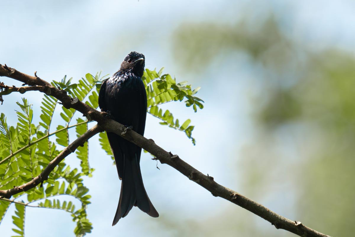 Drongo dignity sitting atop tree branch