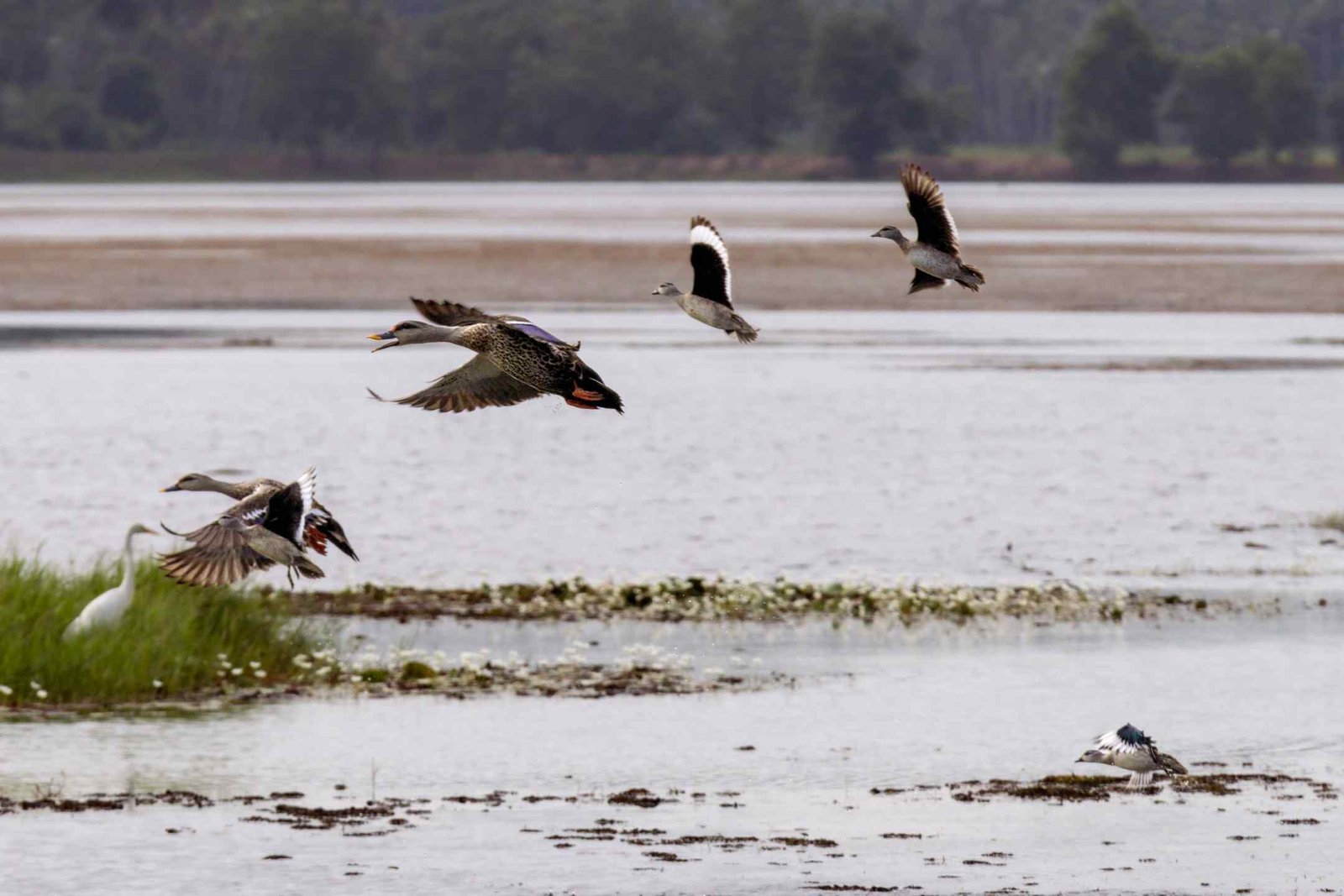 duck family flying