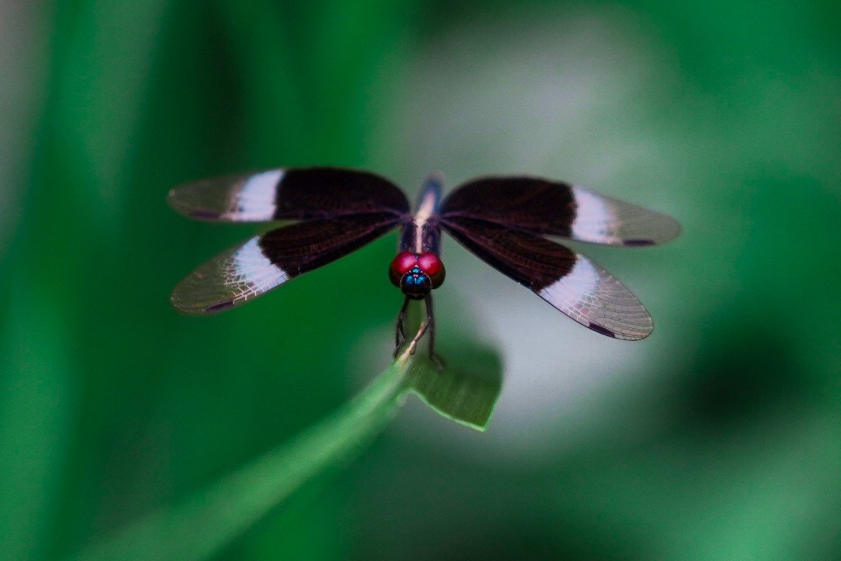 elegant skimmer ready to fly