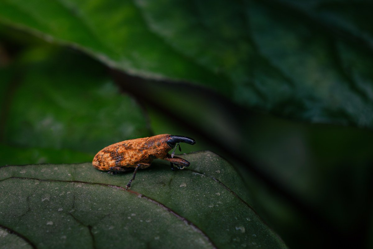 Elongated snouts of Lixus Weevils.