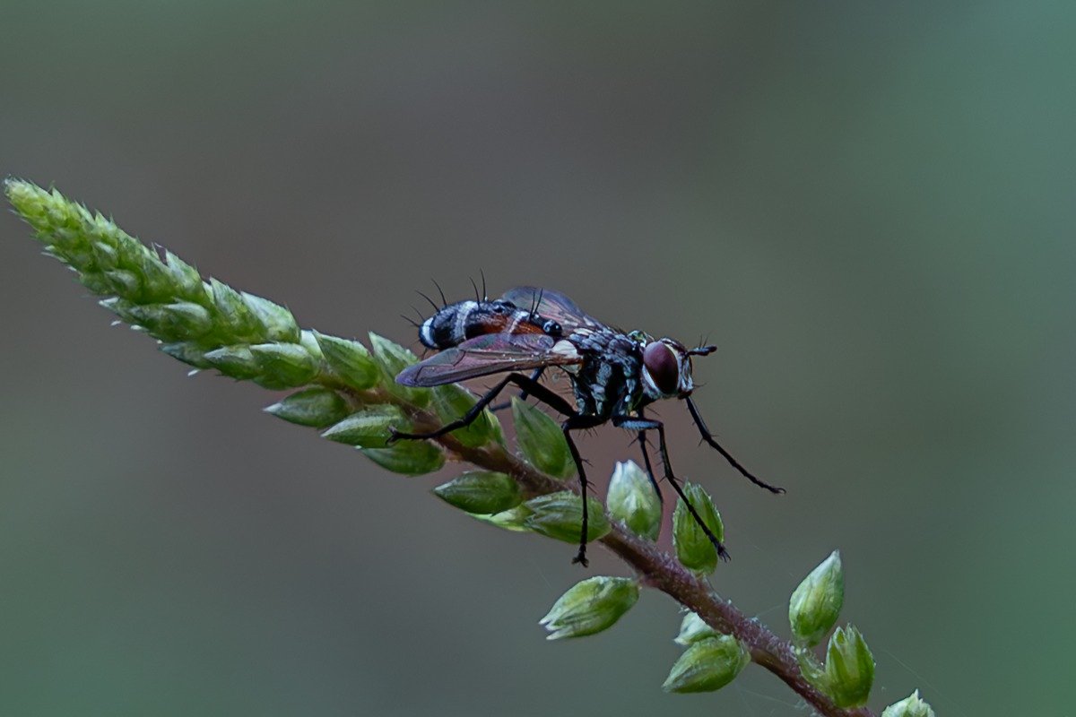 fly guardians looking for food