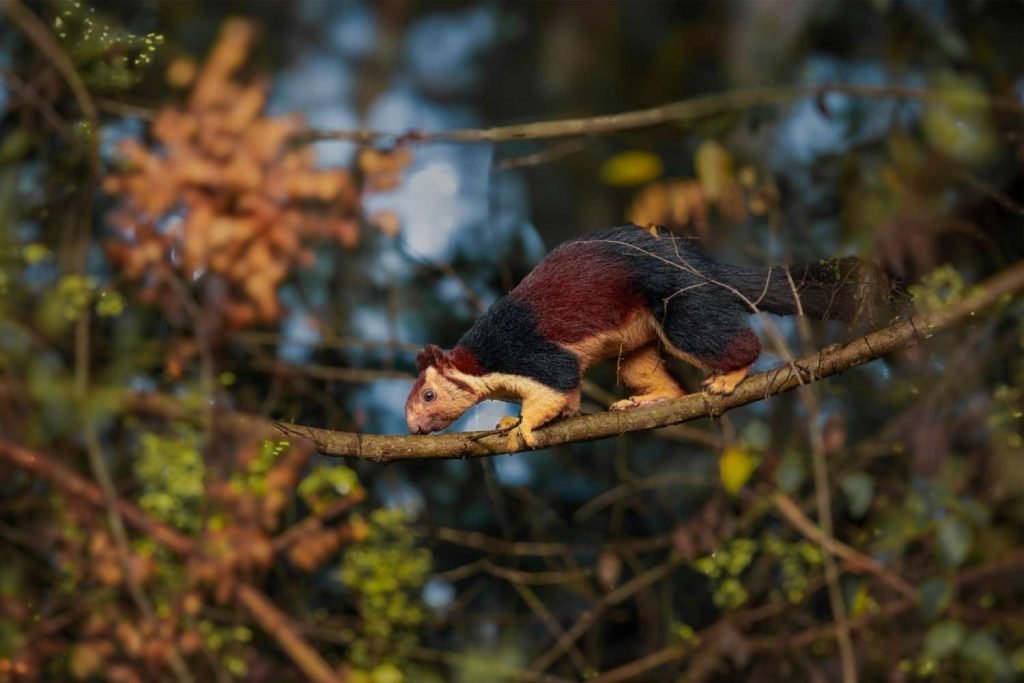 Giant Squirrel