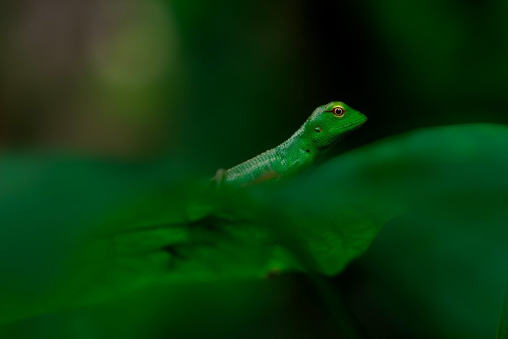 green anole