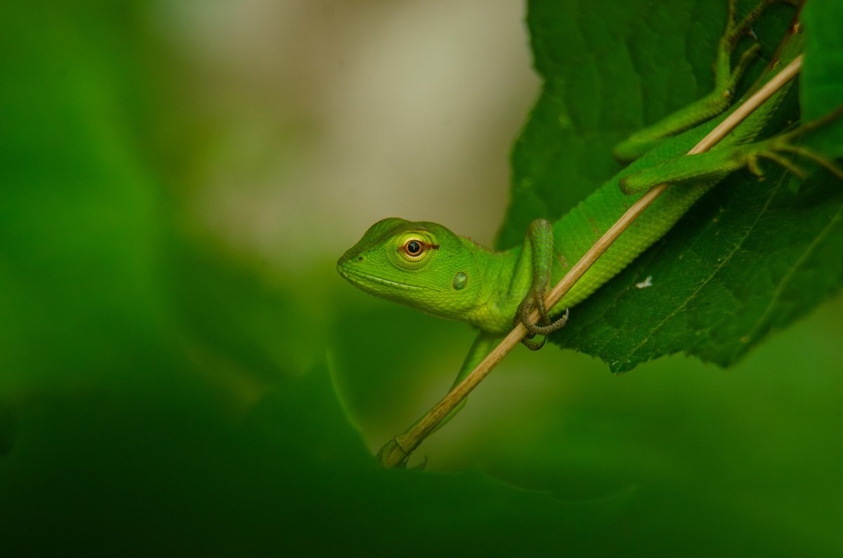 Greencamouflage emmadipavan telangana creativehut