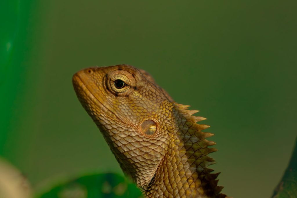 green chameleon