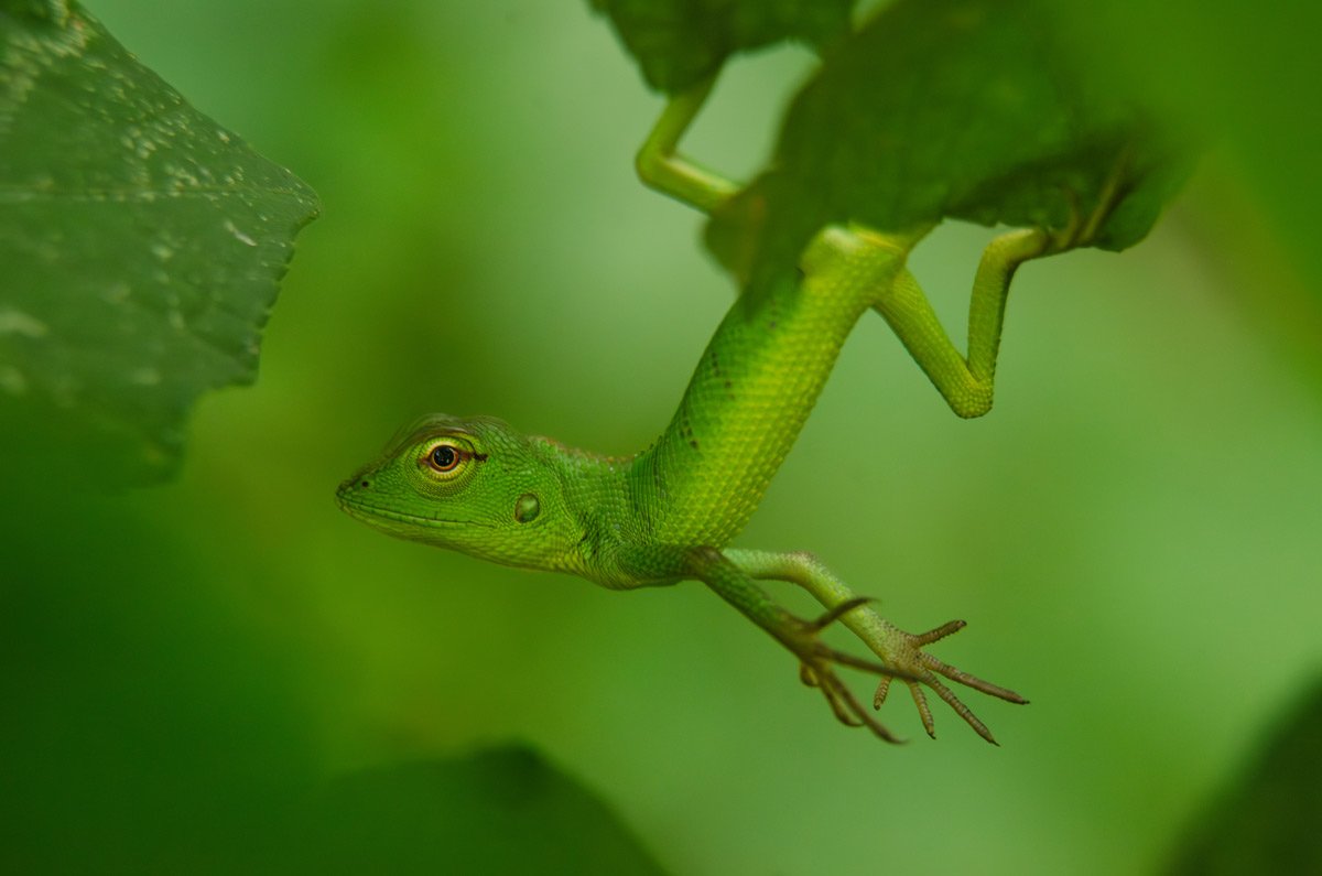 Greencrestedlizard emmadipavan telangana creativehut