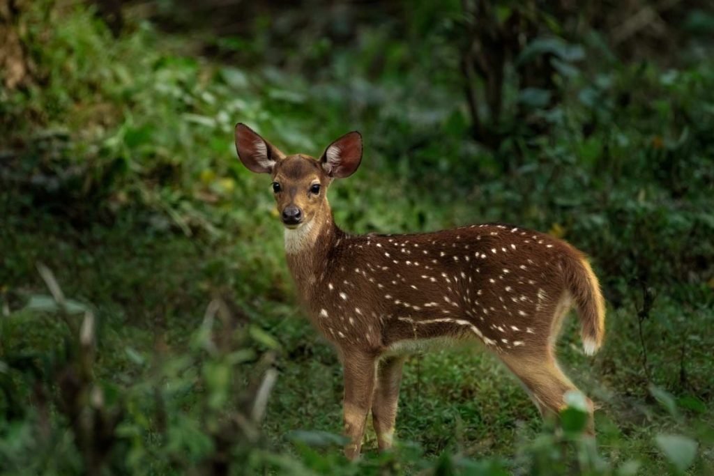 Timid Axis Deer