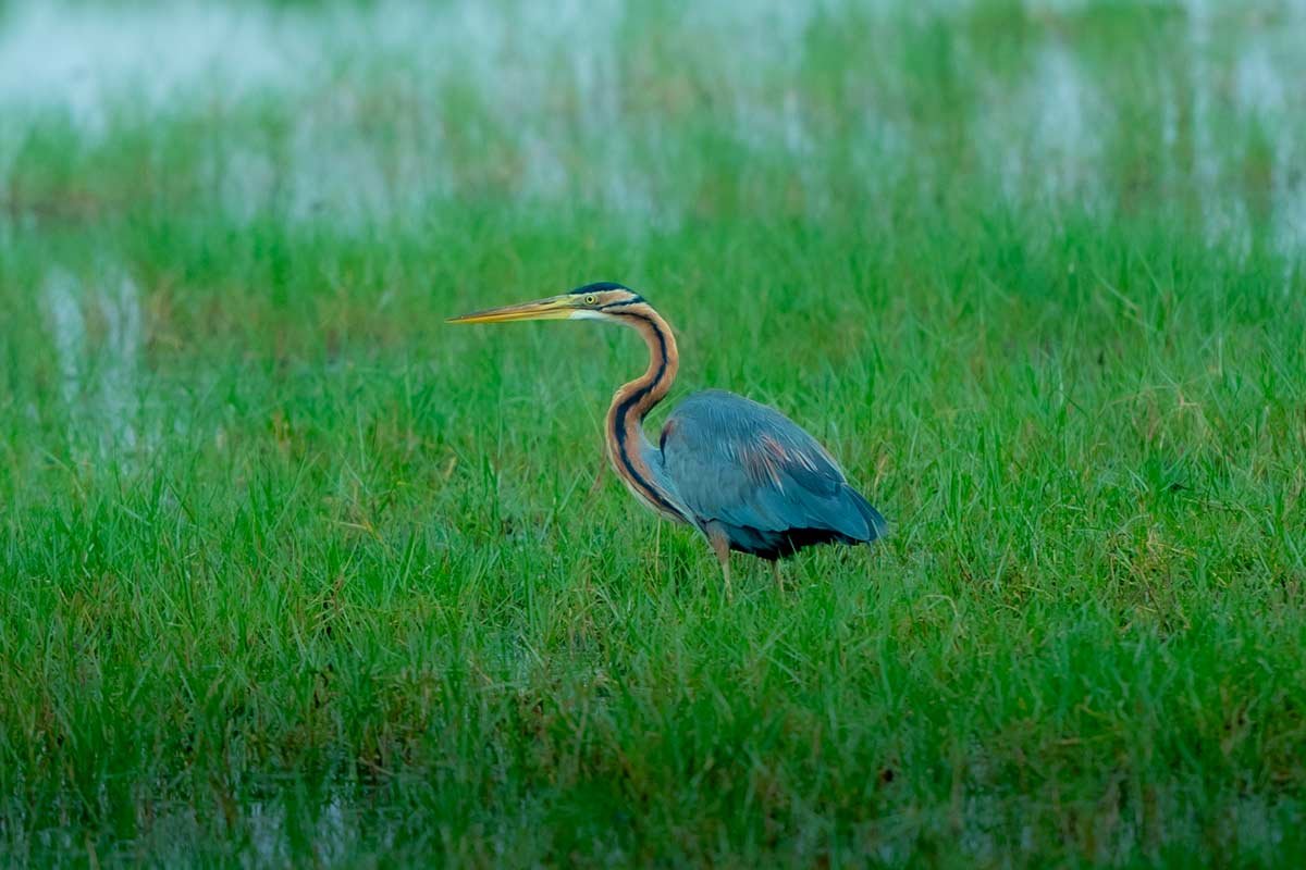 a heron standing wetland