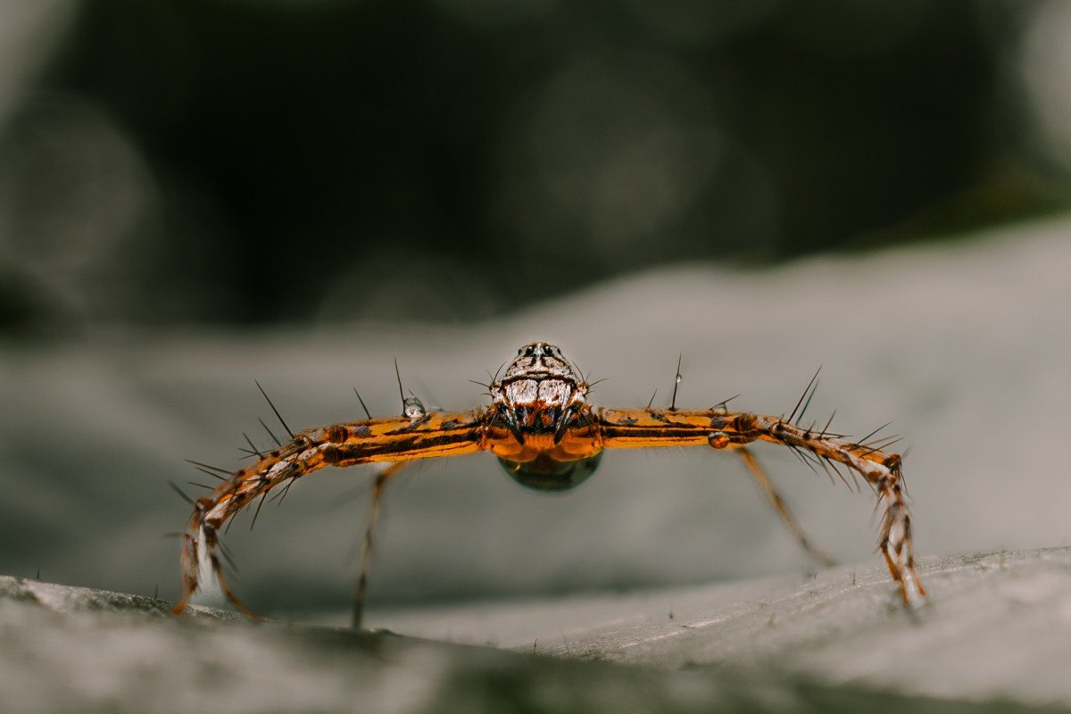 Hunting Instinct spider ready posing