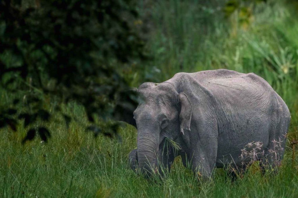 Indian Elephant