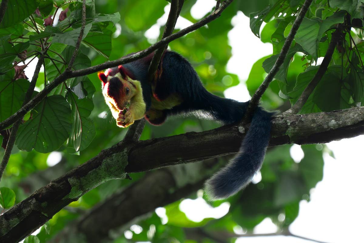 indian giant sqairrel
