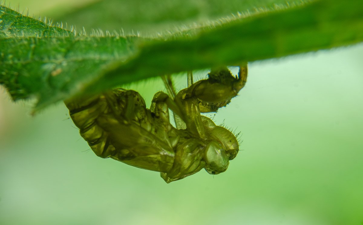 Insectsghost emmadipavan telangana creativehut