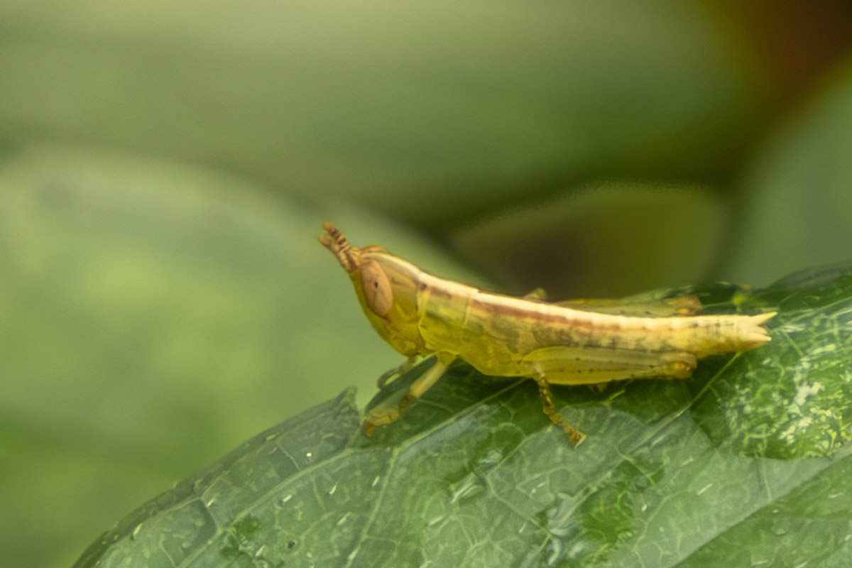 yellowish Grasshopper on leaf
