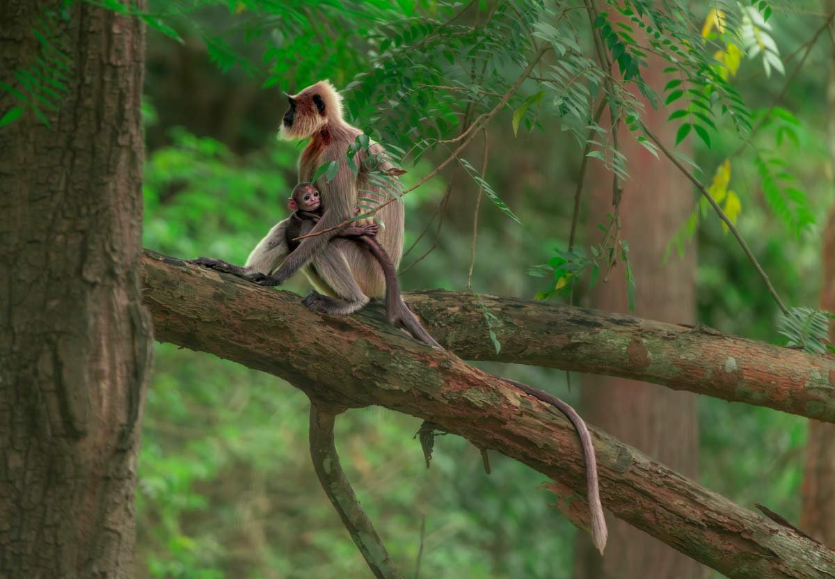 langur