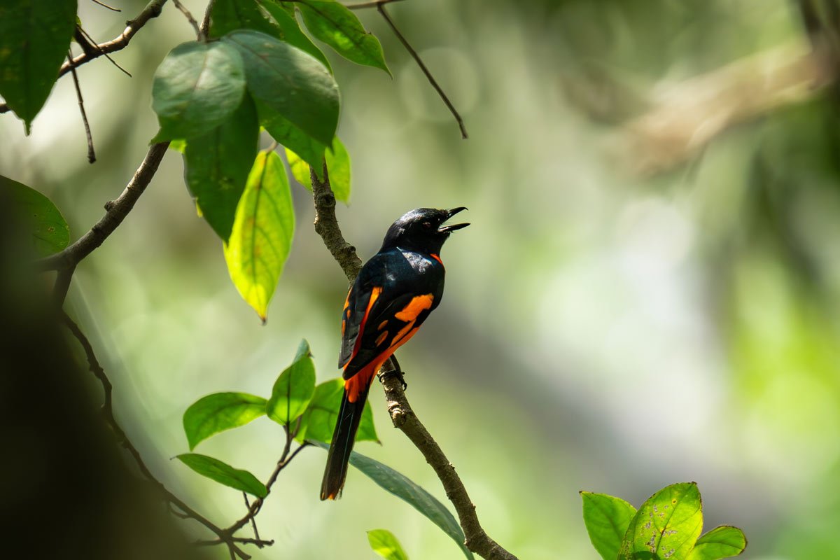 Melodious minvet singing alone