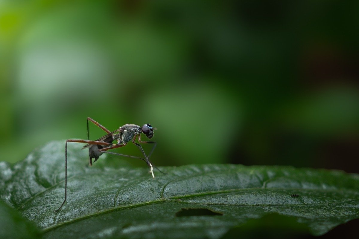 micropezidae sitting on a leaf