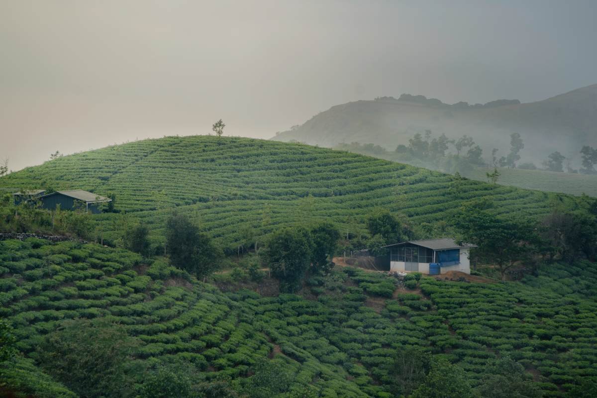 Mountain huts on the tea plant mountains