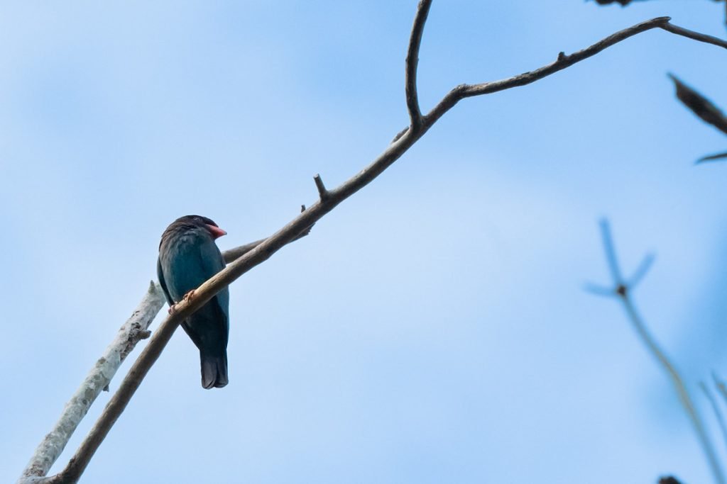 Oriental dollar bird