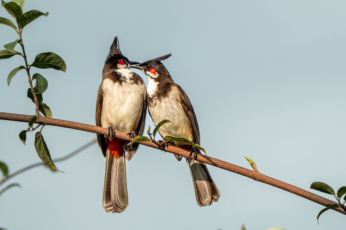 two birds kissing
