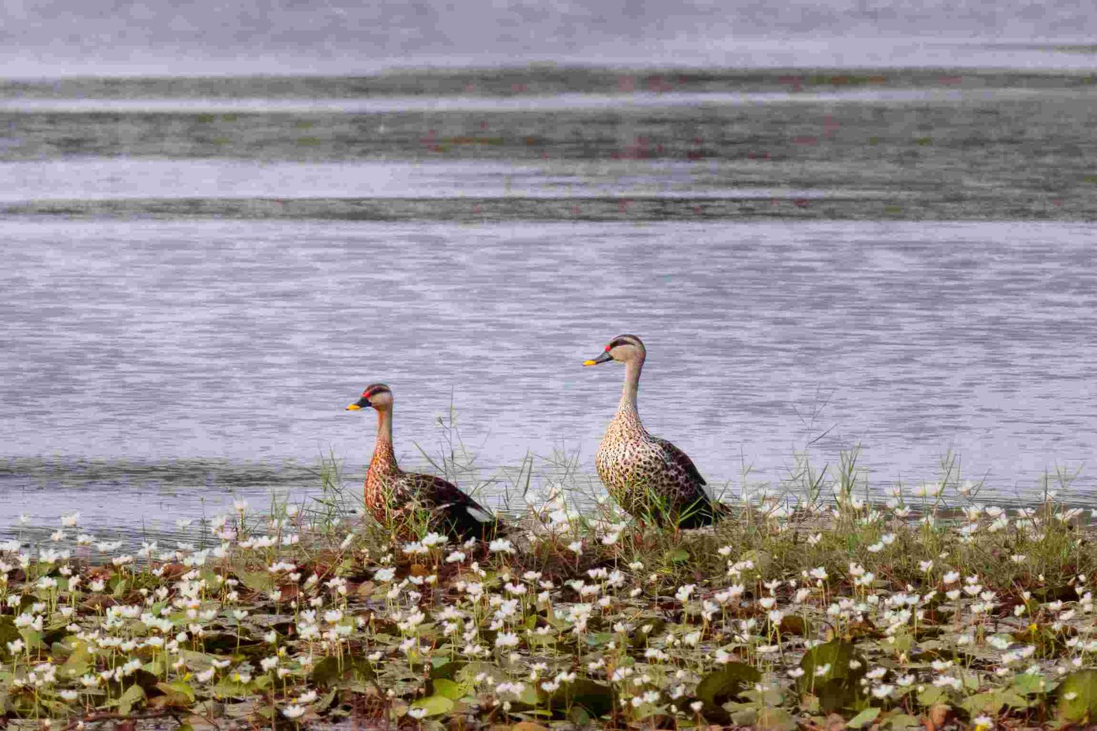 duck couple