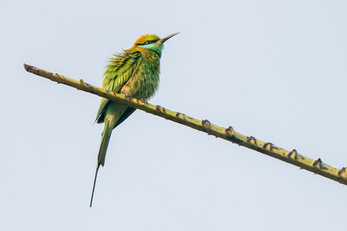 bluish green bird looking somewhere