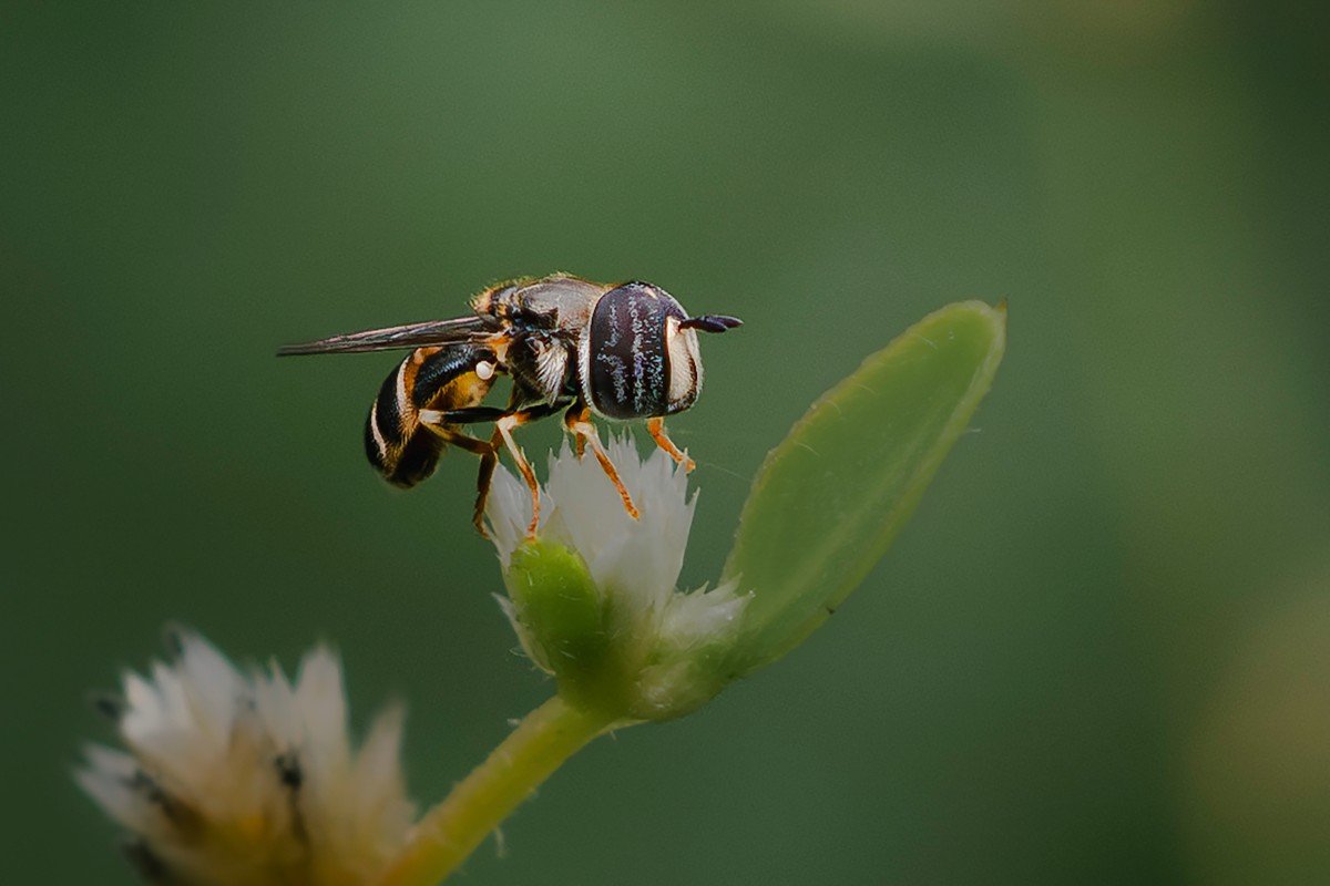 Pollinators friends of flowers