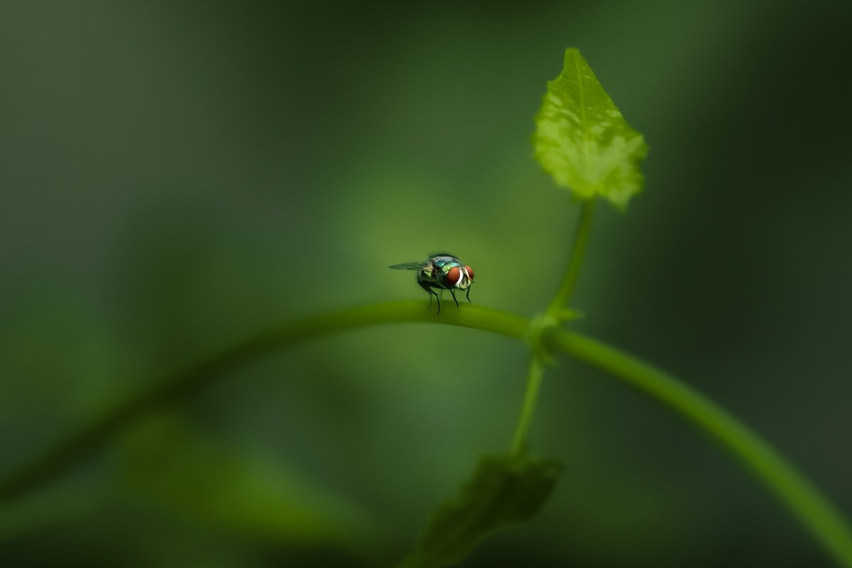 housefly sitting on a bush