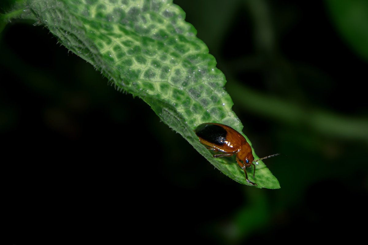 Scarlet aviator on a leaf tip
