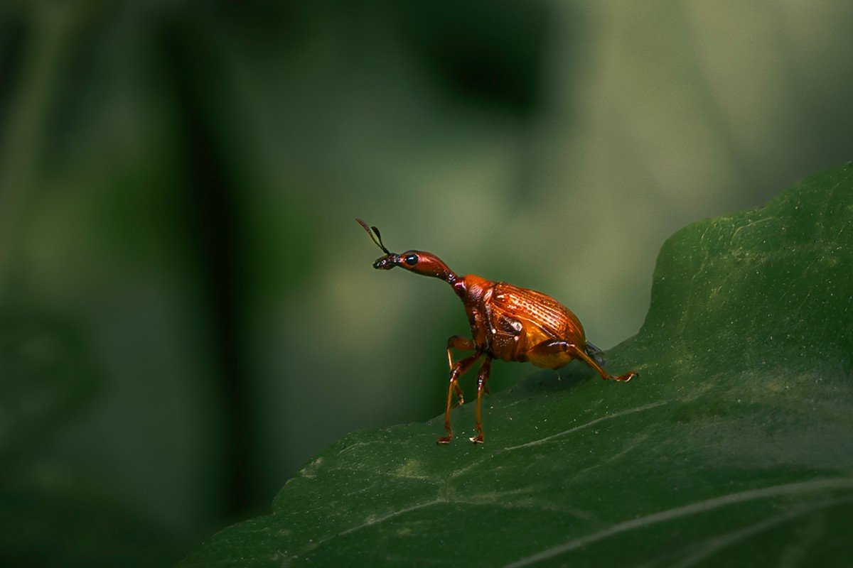 Seeking weevil sitting on a green leaf.