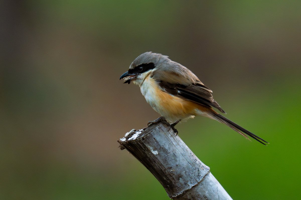 Shrike charm seen in early morning