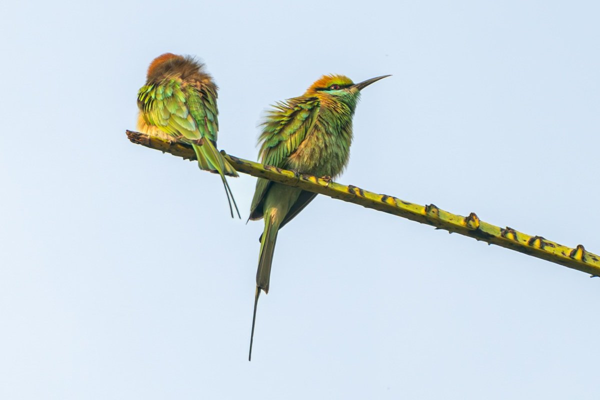 two birds sitting peacefully