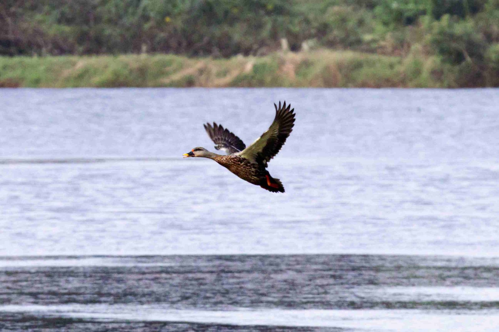 one duckf flying